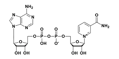 β-烟酰胺腺嘌呤二核苷酸